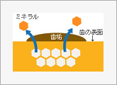 ミネラルが溶け出して初期虫歯が形成